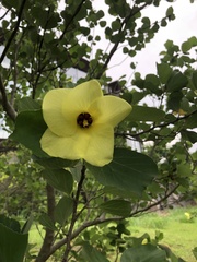 Hibiscus hamabo