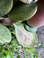 Calonectria pseudonaviculata