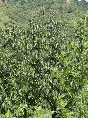 Pyrus bretschneideri