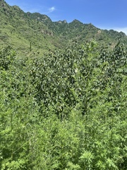 Pyrus bretschneideri