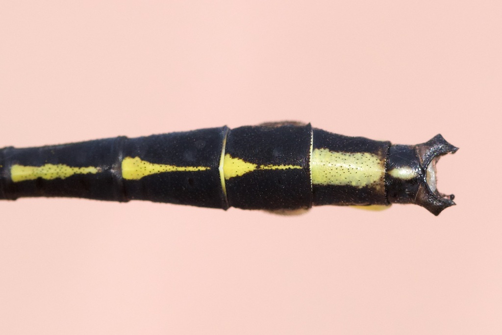 Pronghorn Clubtail