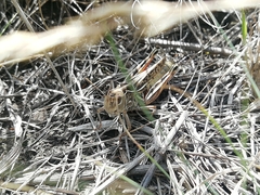 Arcyptera microptera