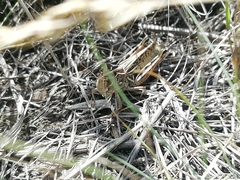 Arcyptera microptera