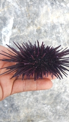 Echinometra vanbrunti