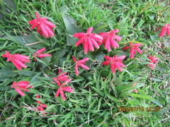 Lachenalia bulbifera