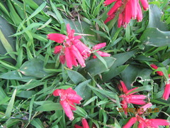 Lachenalia bulbifera