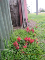 Lachenalia bulbifera