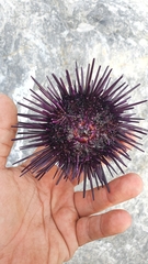 Echinometra vanbrunti