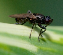 Sphaerocera curvipes