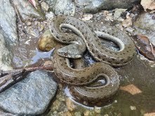 Thamnophis hammondii