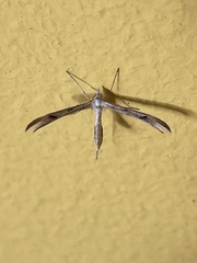 Platyptilia celidotus