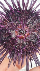 Echinometra vanbrunti