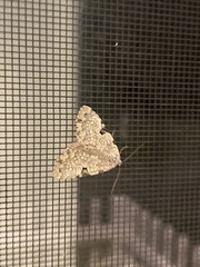 Leuconycta diphteroides