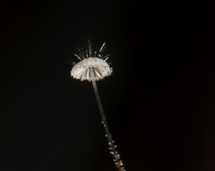 Mycena punkissima