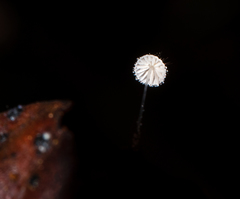Mycena punkissima