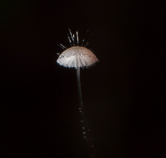 Mycena punkissima