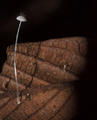Mycena punkissima