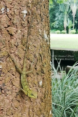 Calotes emma