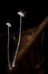 Mycena punkissima