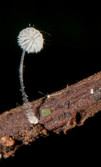 Mycena punkissima
