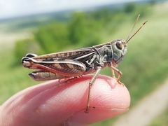 Arcyptera microptera