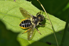 Megachile relativa