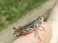 Arcyptera microptera