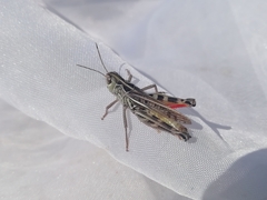 Arcyptera microptera