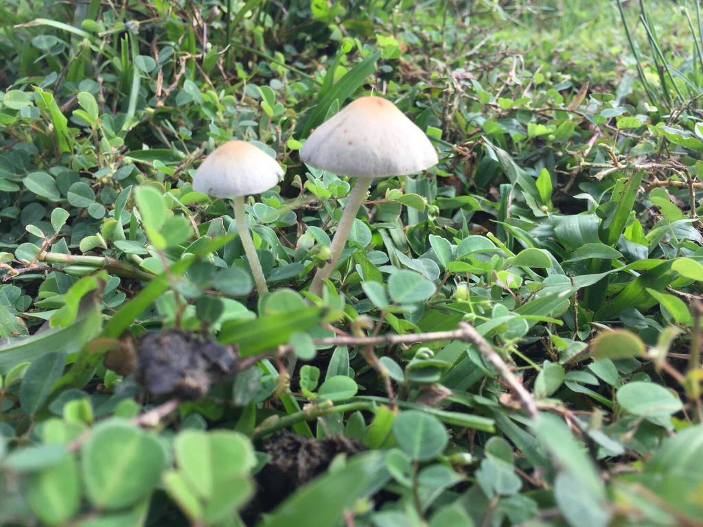 Panaeolus cyanescens · January 2018 · photo: © alan_rockefeller (iNaturalist, cc-by-sa)