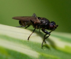 Sphaerocera curvipes