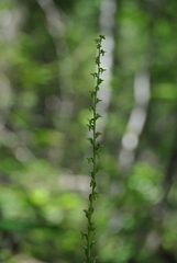 Platanthera unalascensis