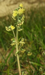 Artemisia norvegica