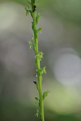 Platanthera unalascensis