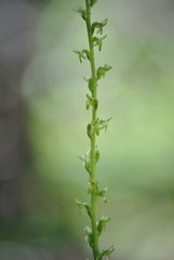 Platanthera unalascensis