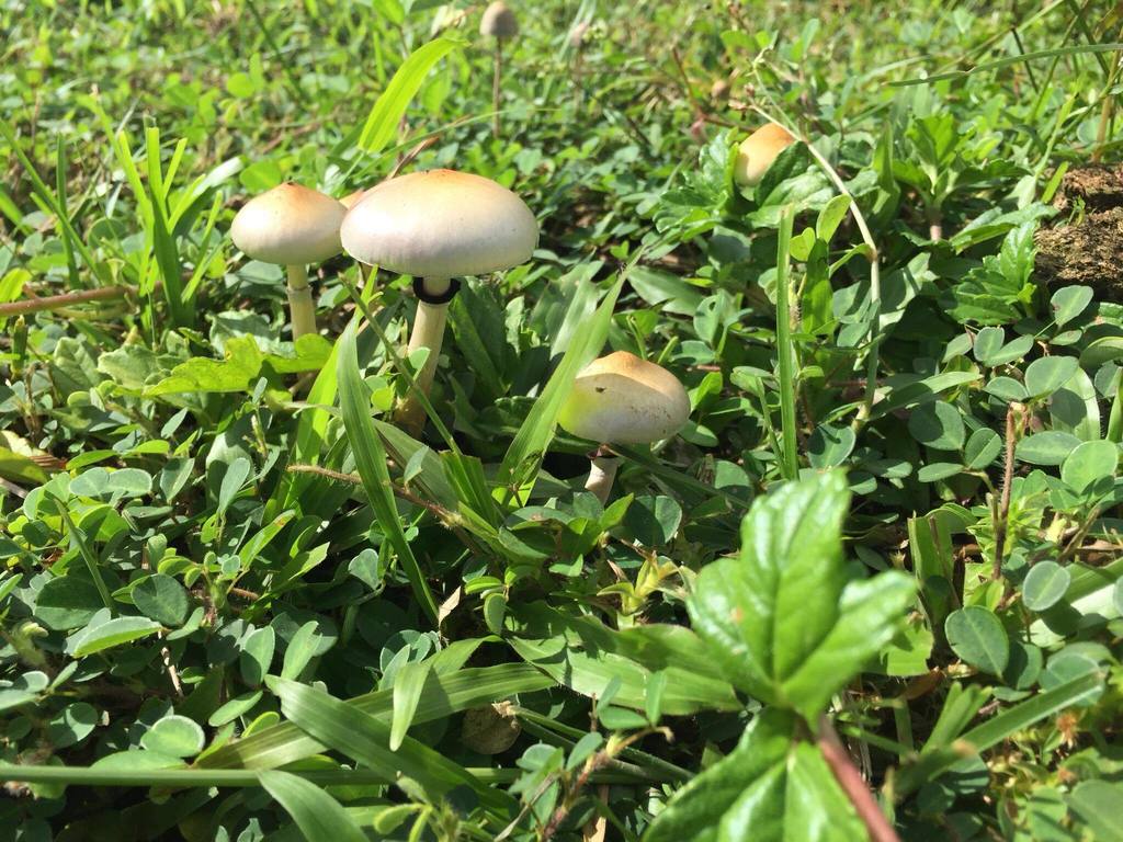 Psilocybe cubensis · January 2018 · photo: © alan_rockefeller (iNaturalist, cc-by-sa)