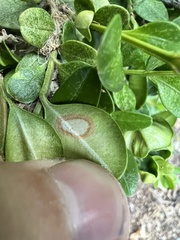 Calonectria pseudonaviculata