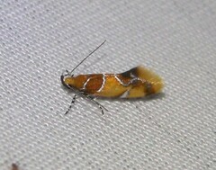 Epicallima argenticinctella