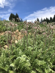 Horkelia hendersonii