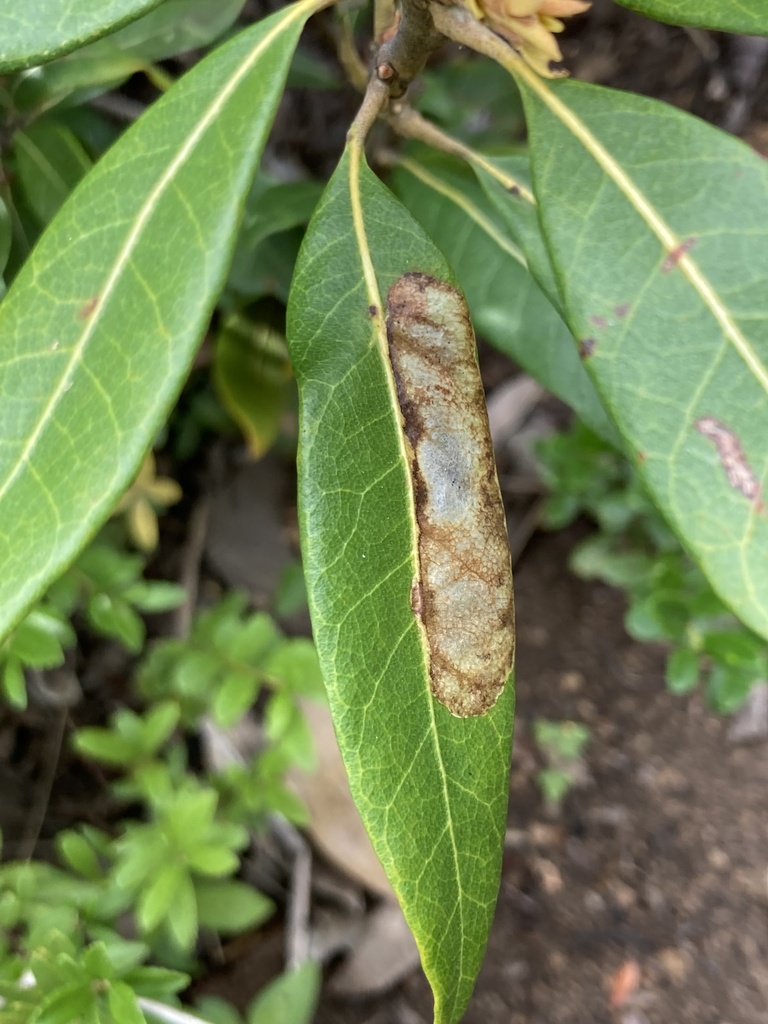 Cameraria tildeni
