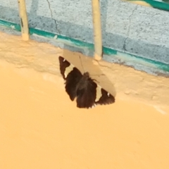 Telegonus cellus