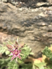 Horkelia hendersonii