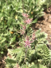 Horkelia hendersonii