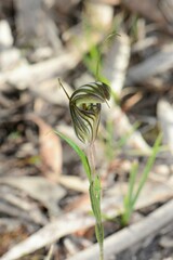 Pterostylis dolichochila