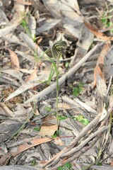 Pterostylis dolichochila