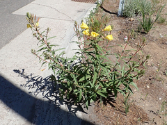 Oenothera elata hirsutissima