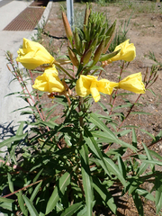 Oenothera elata hirsutissima