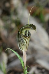 Pterostylis dolichochila
