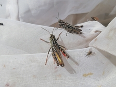 Arcyptera microptera