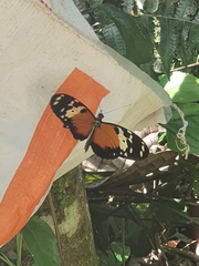 Heliconius hecale melicerta