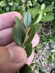 Eurytetranychus buxi